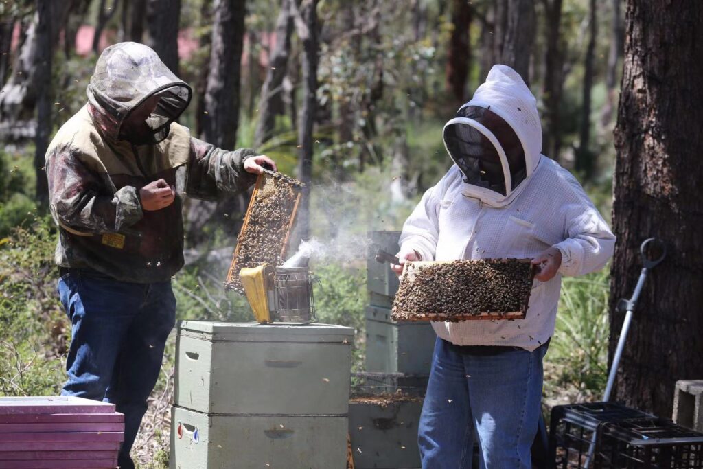 Karibee-Honey