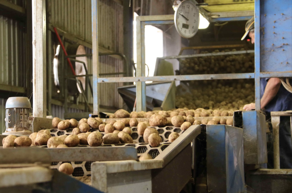 Meet the Buyer WA Chip processing potatoes